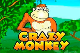 crazy monkey